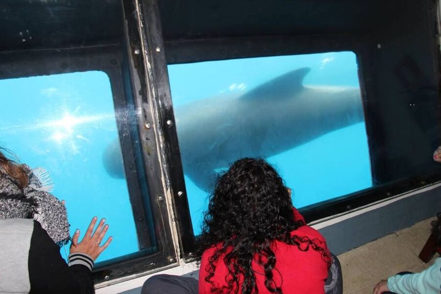Tarifa: Whale & Dolphin Watching in the Strait of Gibraltar - Is $53 a fair price?