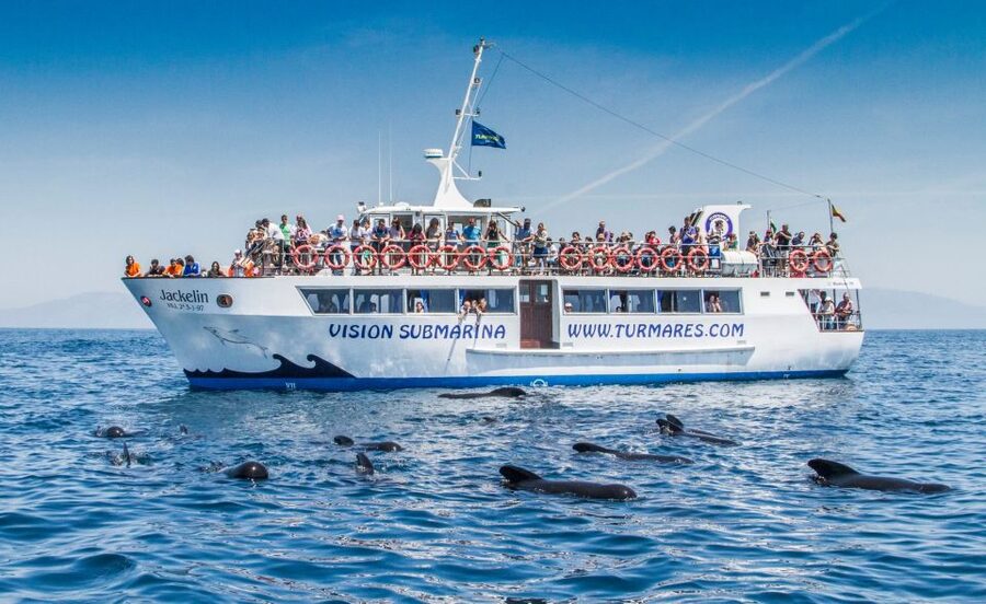 Tarifa: Whale & Dolphin Watching in the Strait of Gibraltar - Who will enjoy this trip most?