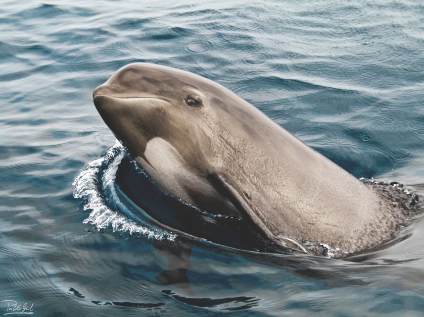 Tarifa: Whale & Dolphin Watching in the Strait of Gibraltar - What the two-hour cruise feels like