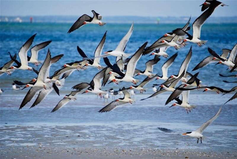 Tarpon Springs: Evening Dolphin Cruise - The Anclote Lighthouse and the island stop