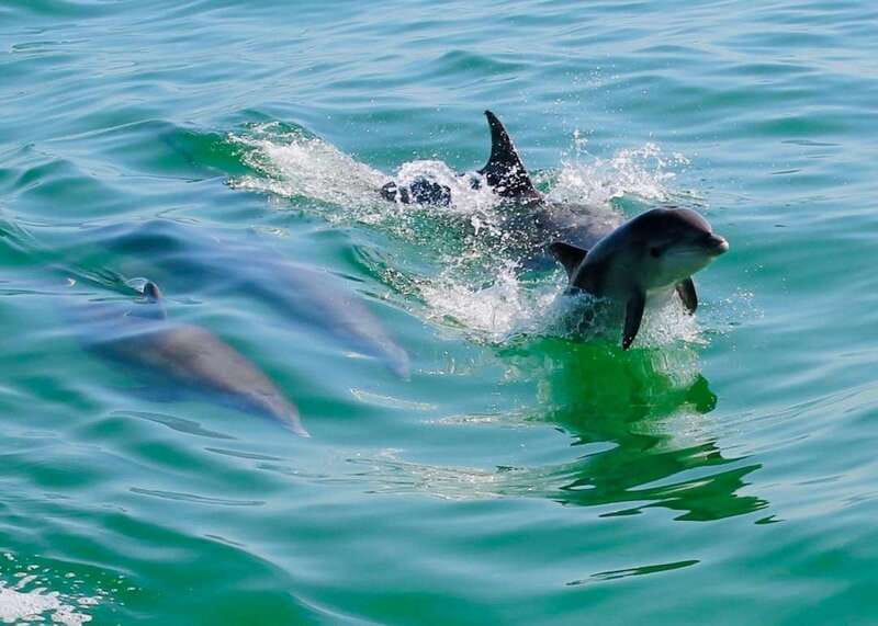 Tarpon Springs: Evening Dolphin Cruise - Wildlife watching across the Gulf of Mexico