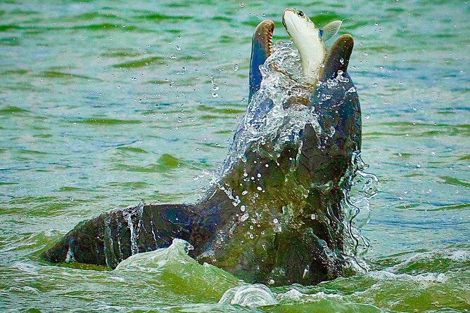 Ten Thousand Islands Eco/Dolphin Tour - Leaving Marco Island for the Ten Thousand Islands