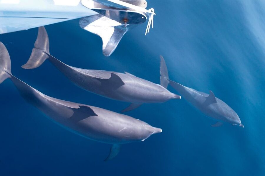 Tenerife: 3 &-6 Hour Private Whale & Dolphin Watching - Key points to know before booking