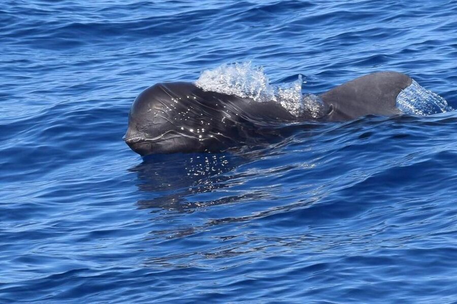 Tenerife: 3 &-6 Hour Private Whale & Dolphin Watching - Setting sail from Puerto Colón Marina