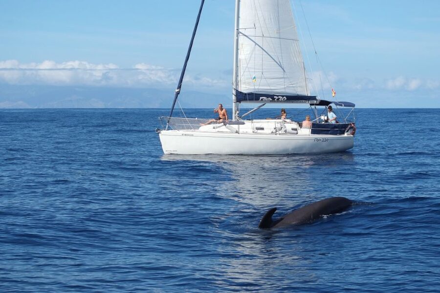 Tenerife: 3 &-6 Hour Private Whale & Dolphin Watching - What the six-hour route feels like