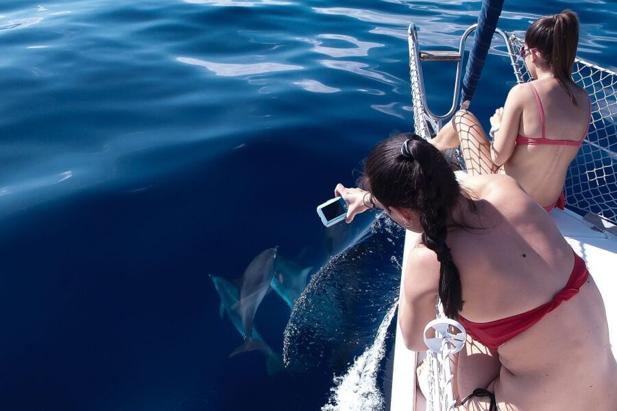 Tenerife: 3 &-6 Hour Private Whale & Dolphin Watching - Food, drinks, and the relaxed private format
