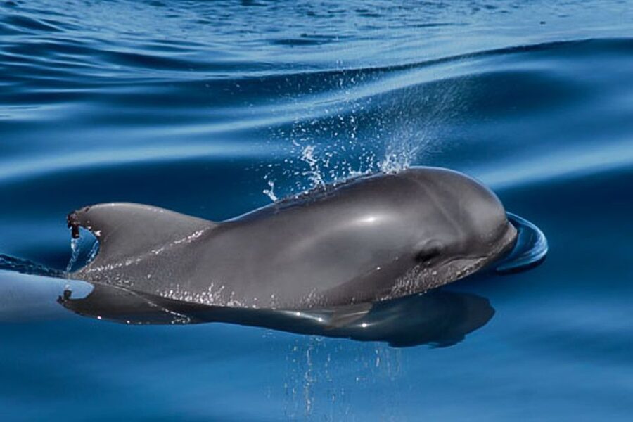 Tenerife: 3 &-6 Hour Private Whale & Dolphin Watching - Who will get the most from this yacht charter