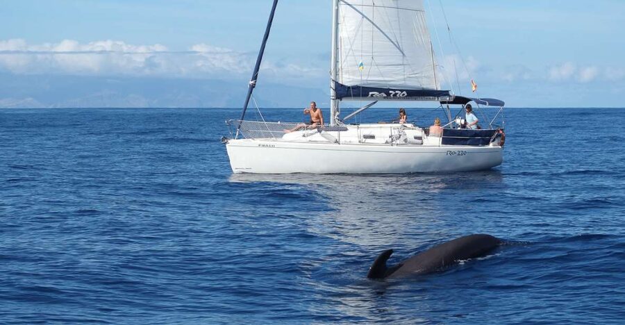Tenerife: 3 &-6 Hour Private Whale & Dolphin Watching - Should you book the Gran Azor?