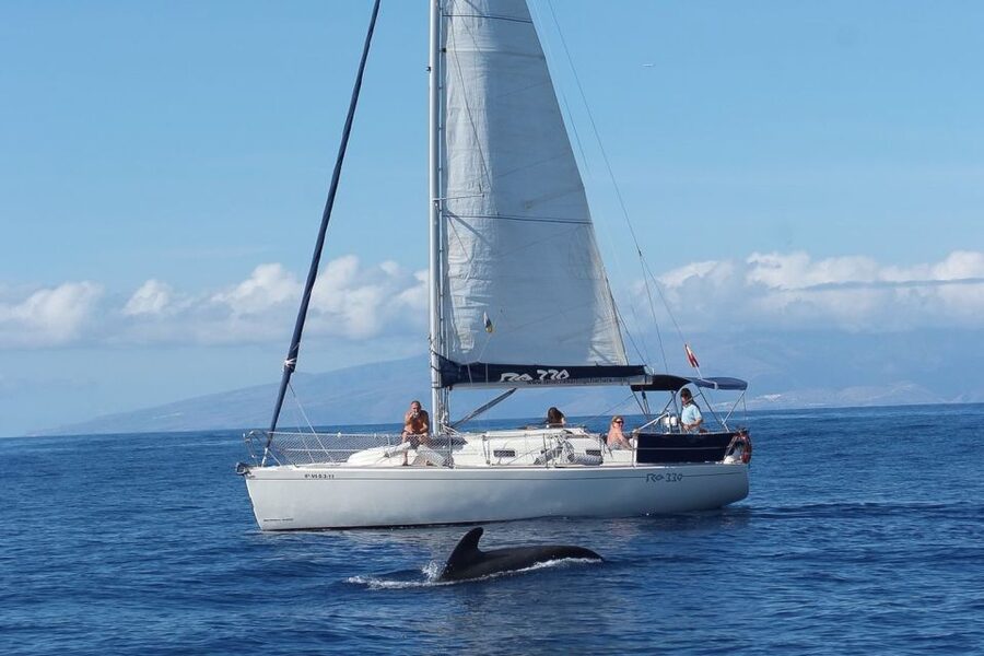 Tenerife: 3 &-6 Hour Private Whale & Dolphin Watching - Watching pilot whales, dolphins, and turtles