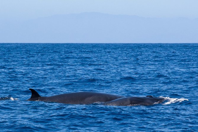 Tenerife 3-Hour Discover Whales and Dolphins - What the price of $70.68 gets you