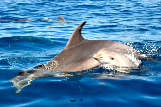 Tenerife 3-Hour Discover Whales and Dolphins - Who will enjoy the Roulette most