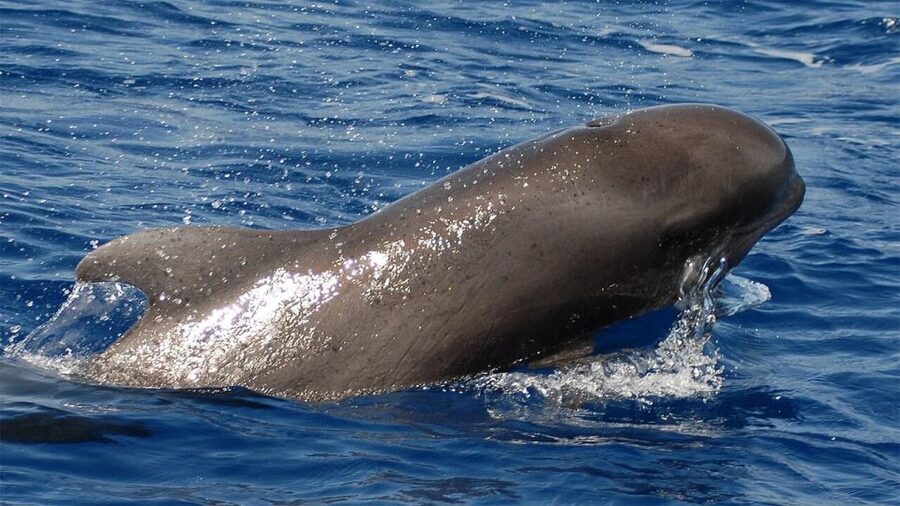Tenerife: Eco-Yacht Whale and Dolphin Watching and Swimming - Key points at a glance