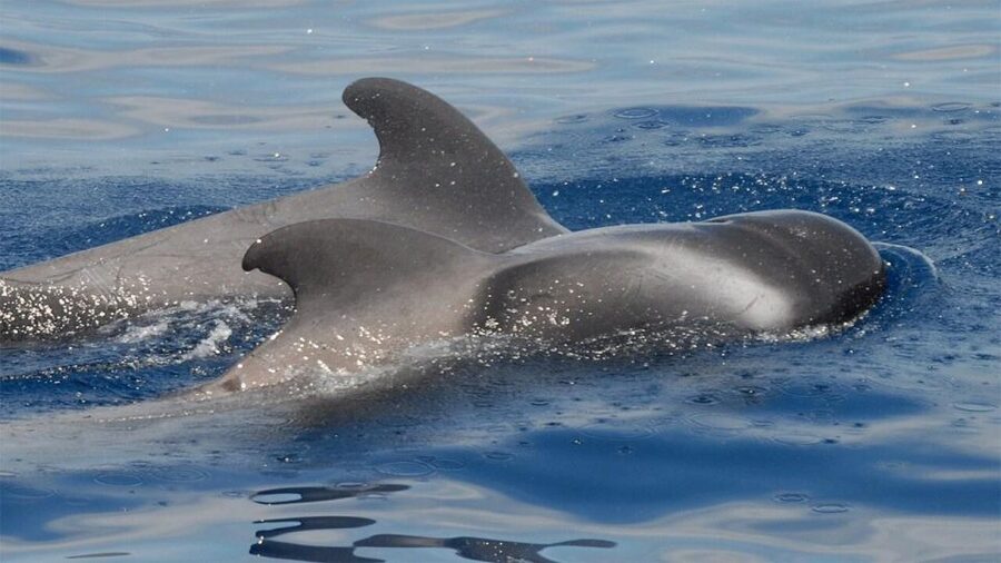 Tenerife: Eco-Yacht Whale and Dolphin Watching and Swimming - The first 30 minutes at sea