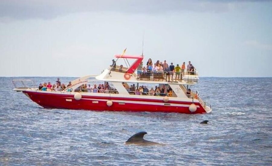 Tenerife: Eco-Yacht Whale and Dolphin Watching and Swimming - Whale and dolphin watching off Los Cristianos