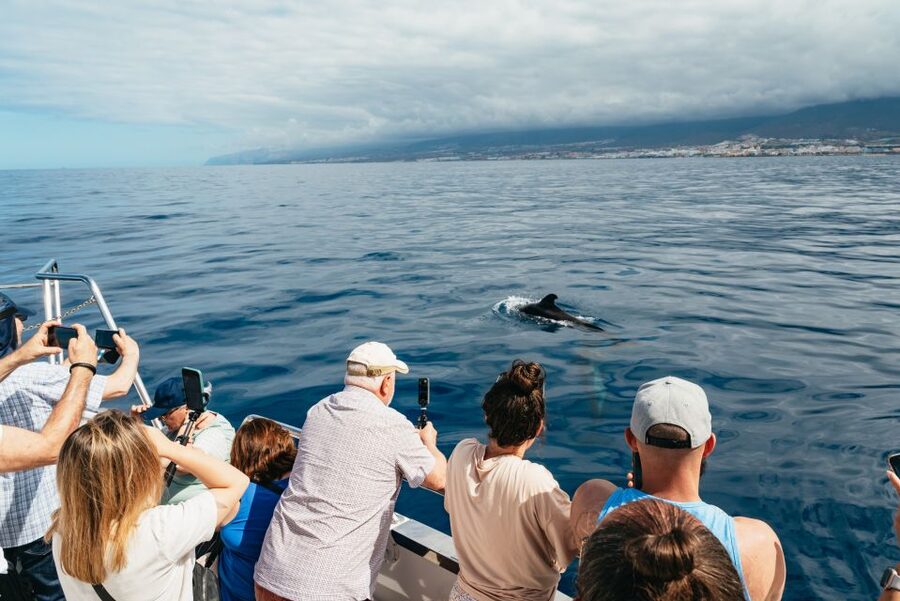 Tenerife: Eco-Yacht Whale and Dolphin Watching and Swimming - What the $13 price really includes