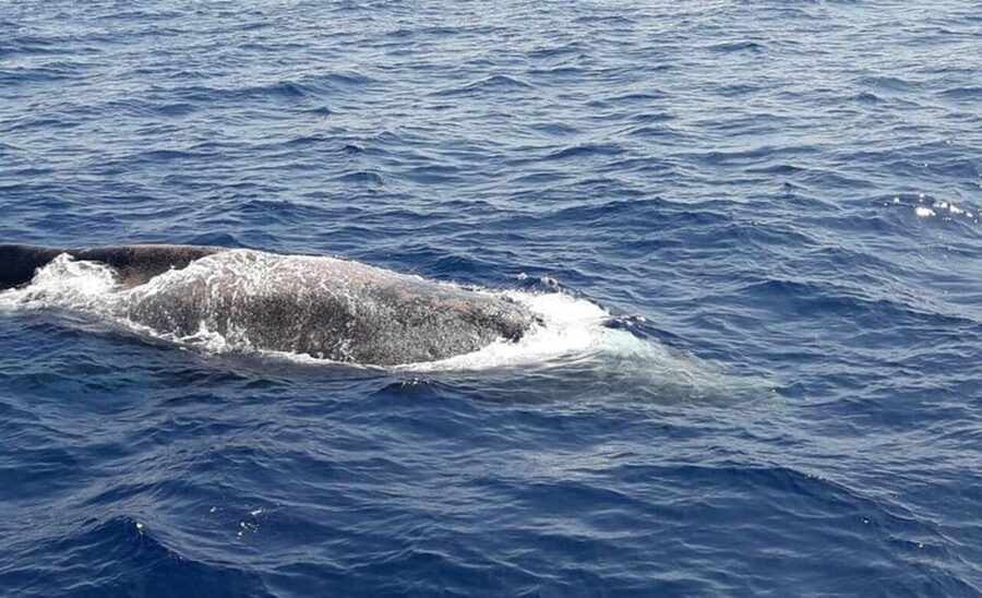 Tenerife: Eco-Yacht Whale and Dolphin Watching and Swimming - Who should book this trip