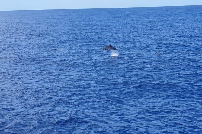 Tenerife Los Cristianos: Whale and Dolphin Eco-Yacht and Swim Stop - Passing the Cave of Love