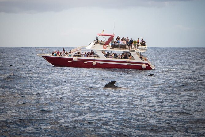 Tenerife Los Cristianos: Whale and Dolphin Eco-Yacht and Swim Stop - The swim stop in the Atlantic