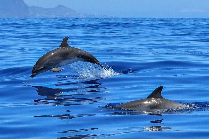 Tenerife Los Cristianos: Whale and Dolphin Eco-Yacht and Swim Stop - Searching for whales along Palm Mar