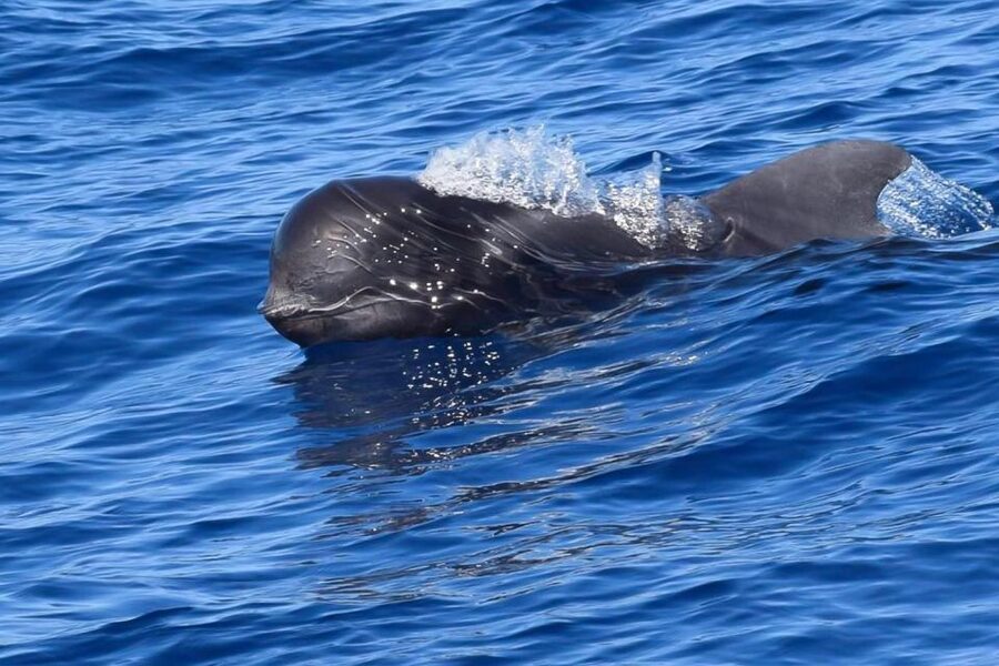 Tenerife: Luxury Private Whale & Dolphin Watching Tour - Key points to know before booking