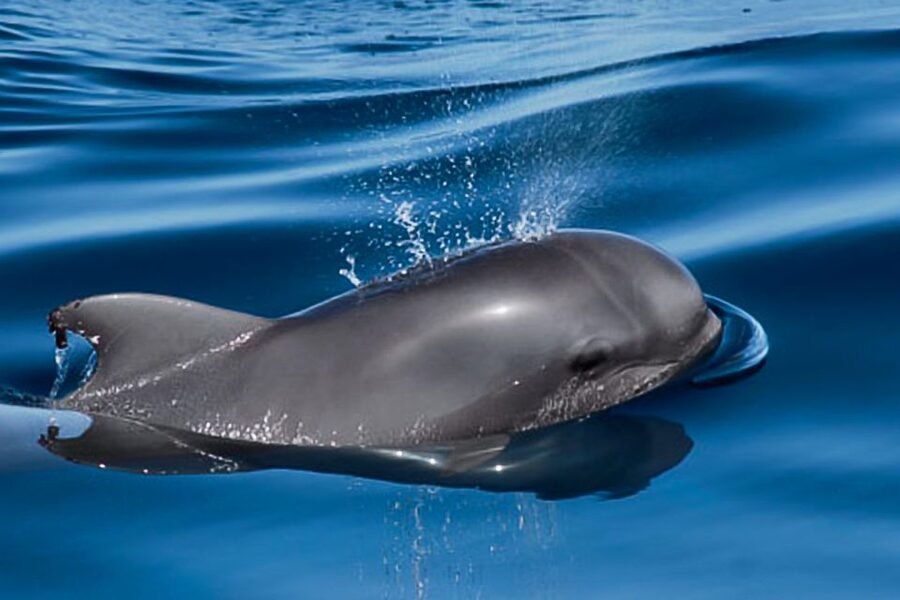 Tenerife: Luxury Private Whale & Dolphin Watching Tour - How the experience compares with a standard boat trip