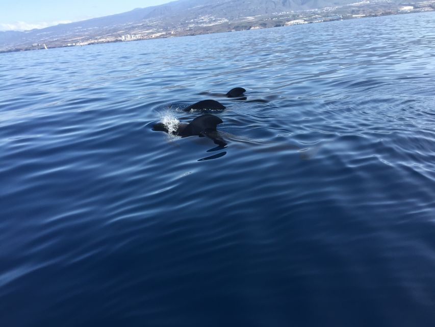 Tenerife: Sailing Excursion with Whale and Dolphin Watching - Watching pilot whales off Tenerife’s southern coast