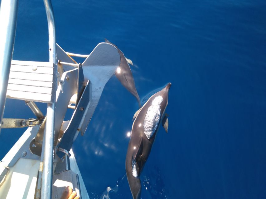 Tenerife: Teide National Park and Dolphins Sailboat Tour - What the seven-hour schedule feels like