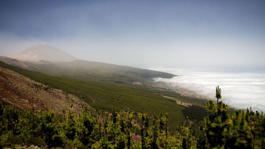 Tenerife: Teide National Park and Dolphins Sailboat Tour - Guides, language, and the human side of the day