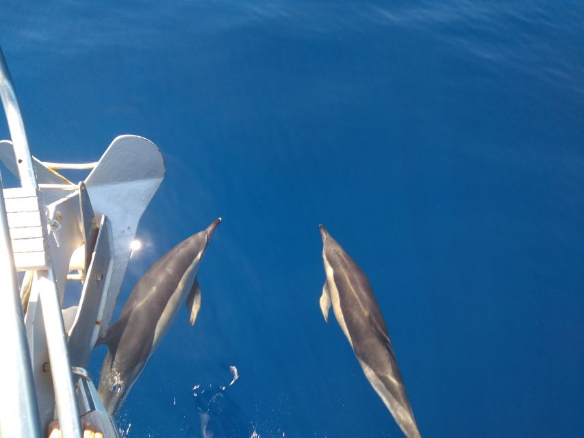 Tenerife: Teide National Park and Dolphins Sailboat Tour - Cancellation and booking details worth knowing