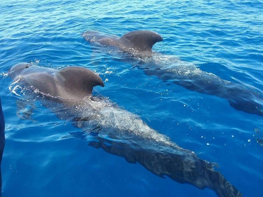 Tenerife: Teide National Park and Dolphins Sailboat Tour - A three-hour sail from Tenerife’s south coast