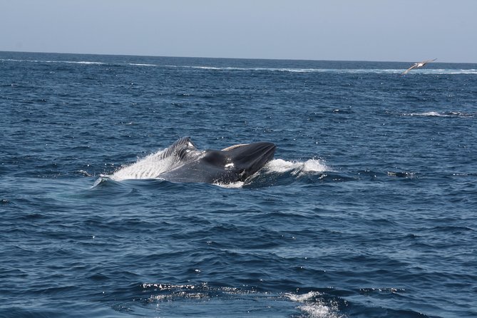 Tenerife: Whale and dolphin watching - Dolphins, turtles, and the luck factor