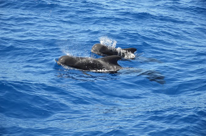Tenerife: Whale and dolphin watching - Drinks, fruit, and the onboard practicalities