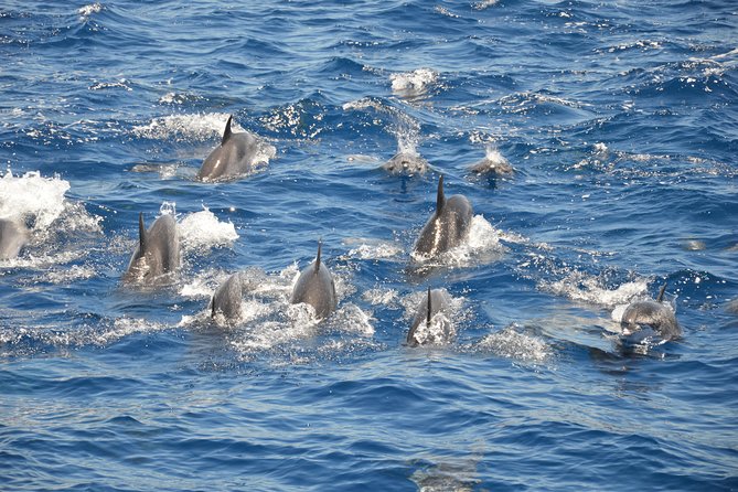 Tenerife: Whale and dolphin watching - Who will enjoy the White Dreams most?