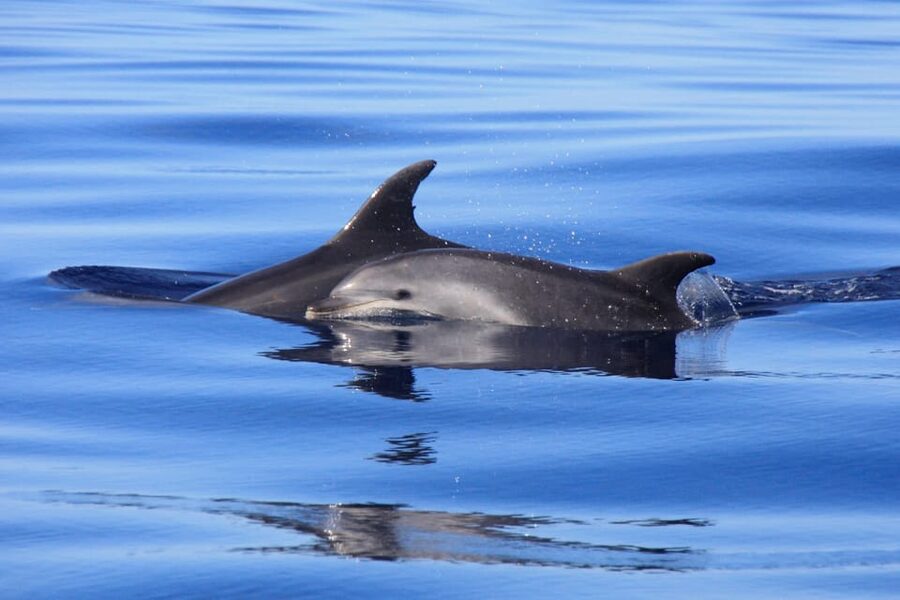 Tenerife: Whale and Dolphin Watching Boat Tour - Key points to know before you book