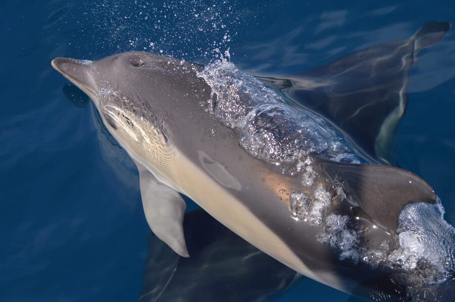 Tenerife: Whale and Dolphin Watching Boat Tour - Should you book Whales Express?