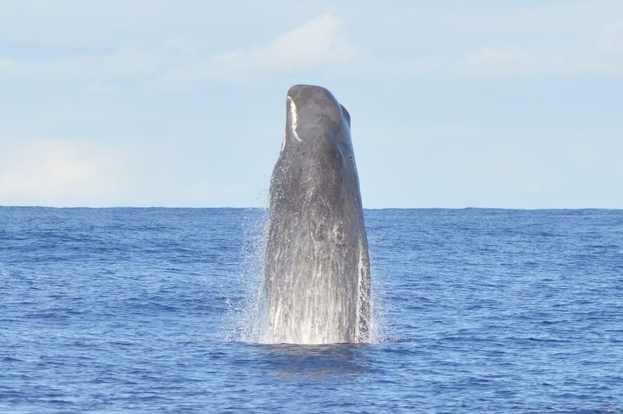 Tenerife: Whale and Dolphin Watching Boat Tour - What the two-hour trip is really about