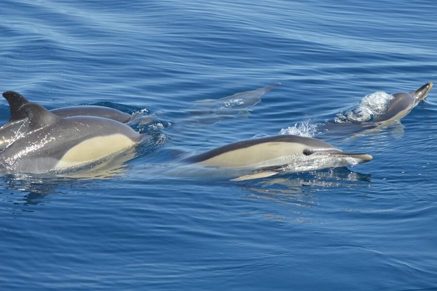 Tenerife: Whale and Dolphin Watching Boat Tour - Searching for whales and dolphins offshore
