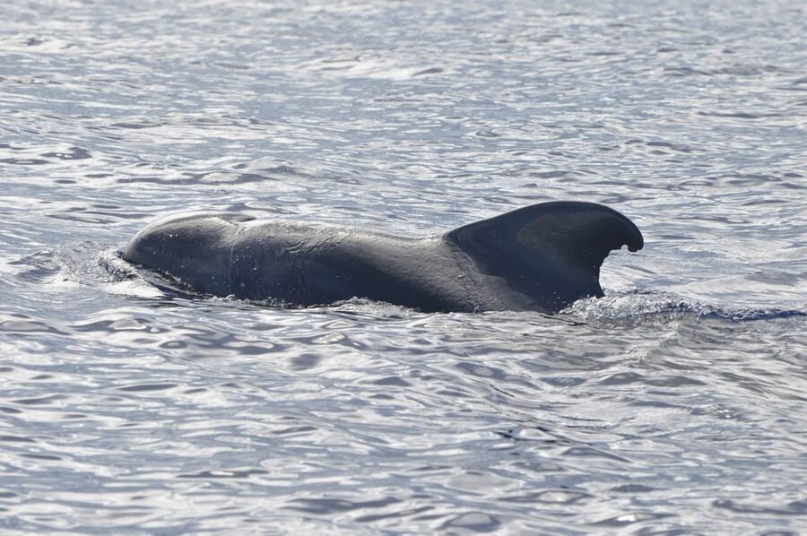 Tenerife: Whale and Dolphin Watching Boat Tour - What the guide adds to the experience