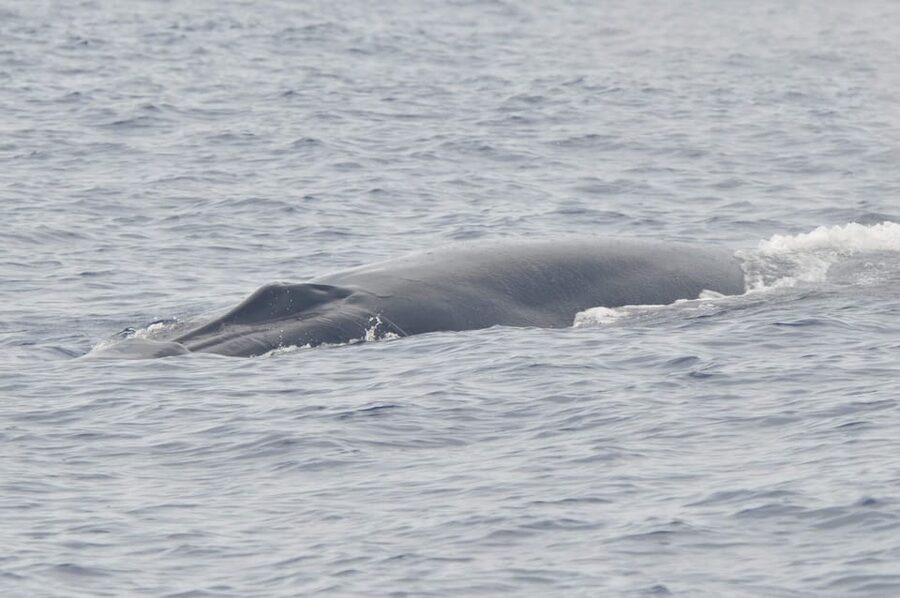 Tenerife: Whale and Dolphin Watching Boat Tour - Boat comfort, safety, and accessibility