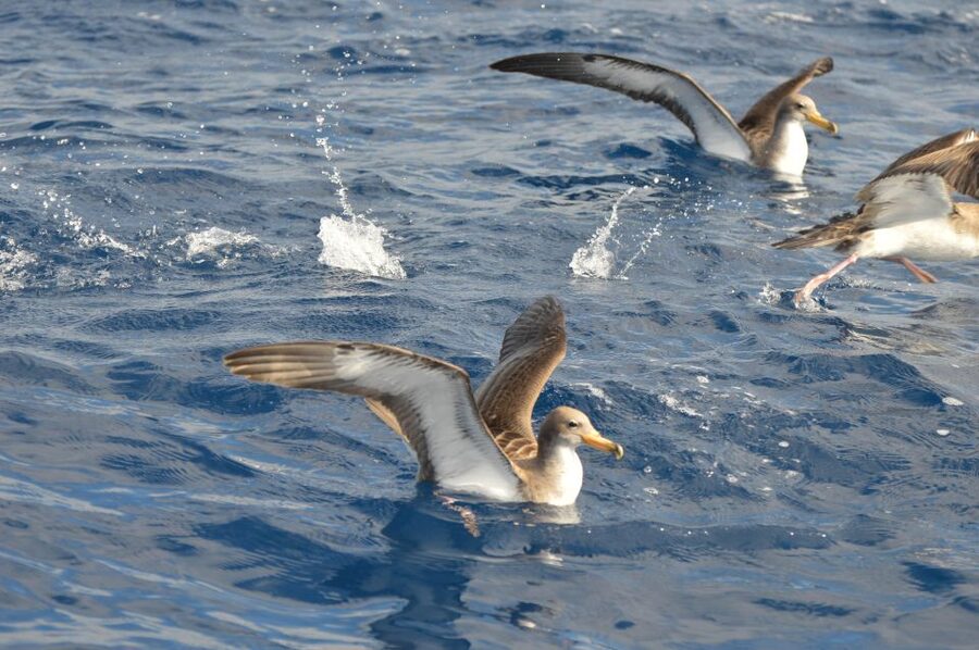 Tenerife: Whale and Dolphin Watching Boat Tour - Is $53 a fair price?