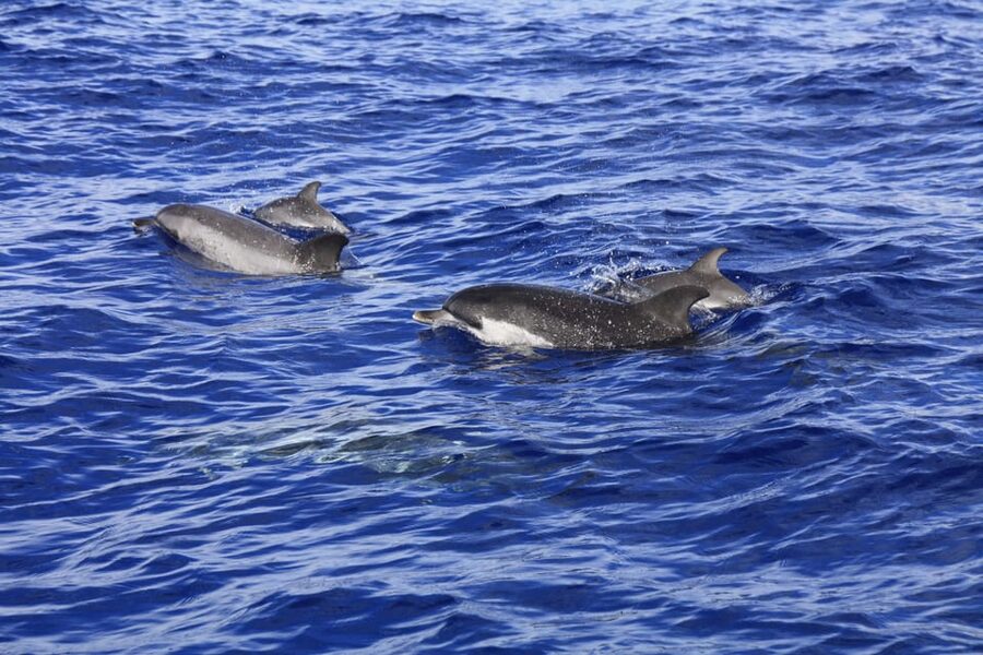 Tenerife: Whale and Dolphin Watching Boat Tour - Who should book this Tenerife boat tour?
