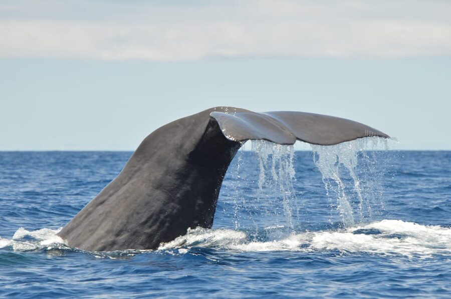 Tenerife: Whale and Dolphin Watching Boat Tour - Meeting at Marina del Sur in Las Galletas