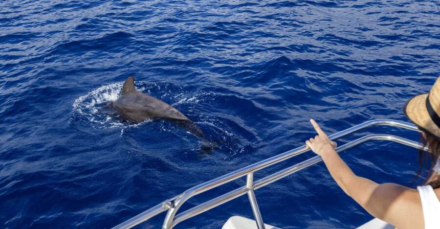 Tenerife: Whale and Dolphin Watching Tour by Sailboat - Setting out from Puerto Colón