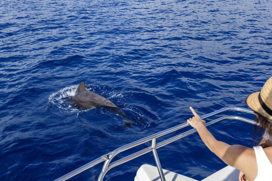 Tenerife: Whale and Dolphin Watching Tour by Sailboat - Why a small boat changes the experience