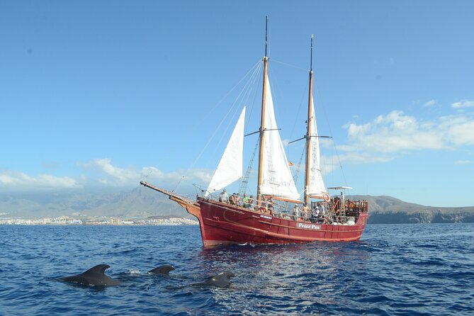 Tenerife: Whale and Dolphin Watching with a Plunge - Looking for pilot whales near Playa de las Americas