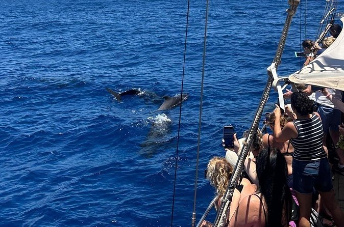 Tenerife: Whale and Dolphin Watching with a Plunge - What the boat is like in real conditions