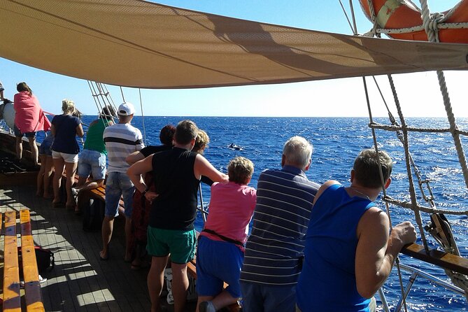 Tenerife: Whale and Dolphin Watching with a Plunge - Who will enjoy this outing most