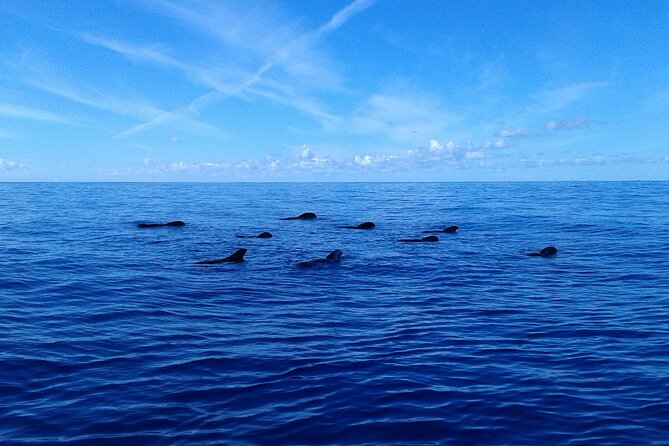 Tenerife: Whale and Dolphin Watching with a Plunge - Booking, cancellation, and weather planning