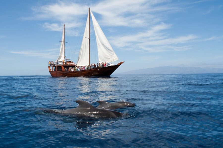 Tenerife: Whale & Dolphin Watching Cruise with Swim Stop - At a glance