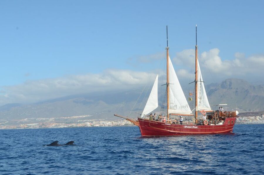 Tenerife: Whale & Dolphin Watching Cruise with Swim Stop - Wildlife without the chase